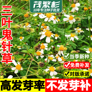 鬼针草种子中草药三叶鬼针草种子籽春秋种植易种药用植物药材种子