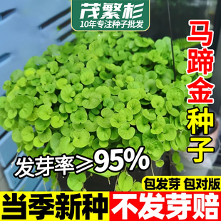 马蹄金种子小金钱草铜钱草籽草坪四季常青耐高温绿化垂吊绿植花卉