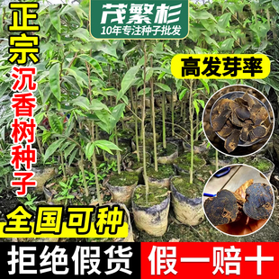 正宗奇楠海南沉香树种子盆栽金丝楠木小叶紫檀庭院十大名贵树种子