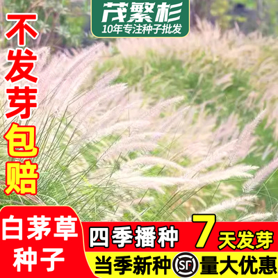 白茅草种子坟头山坡绿化针茅