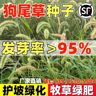 狗尾草种子观赏护坡花草种