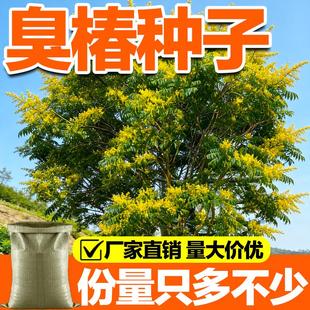 臭椿种子树林木种子臭椿种籽臭椿皮大果臭椿樗护坡灌木绿化造林籽