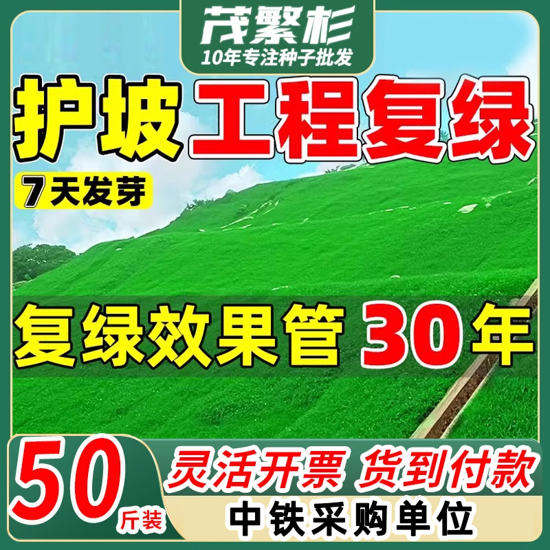 四季常青草籽护坡固土耐热耐旱边坡绿化草坪种子免修剪黑麦草种籽