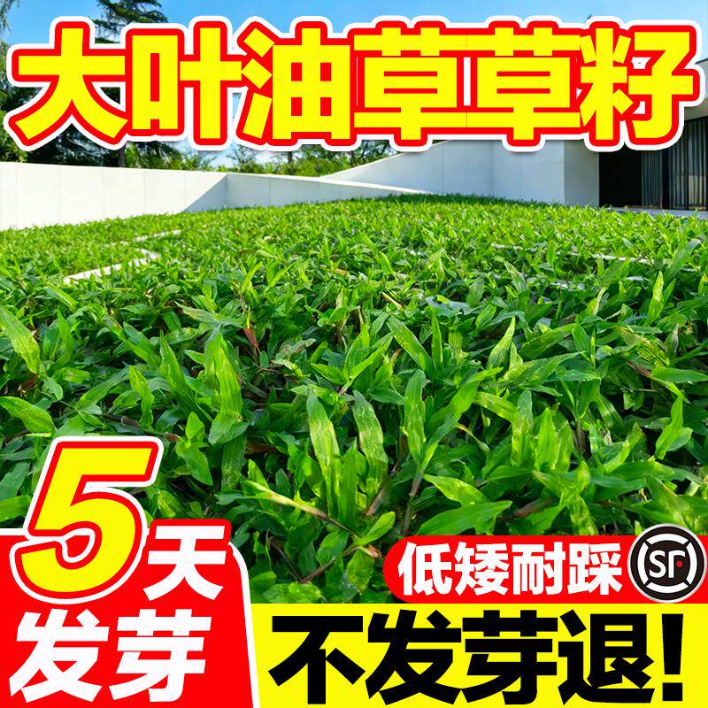 大叶油草草籽四季常绿草坪地毯草耐践踏庭院护坡绿化固土抗旱草籽
