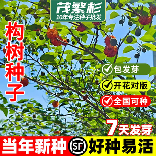 构树种子籽构桃树构乳树楮树种子沙纸树杨梅四季庭院杂交构树种子