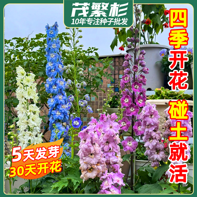 大花 飞燕 种子 四季 种干鸟花 千鸟 室外