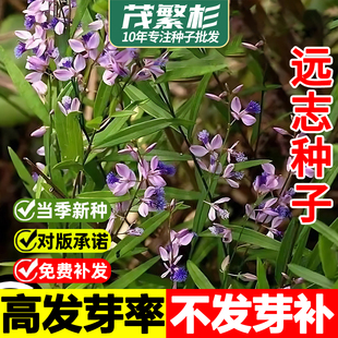远志种子中药材种子种植简单易活四季播种耐寒耐旱抽芯远志种子苗