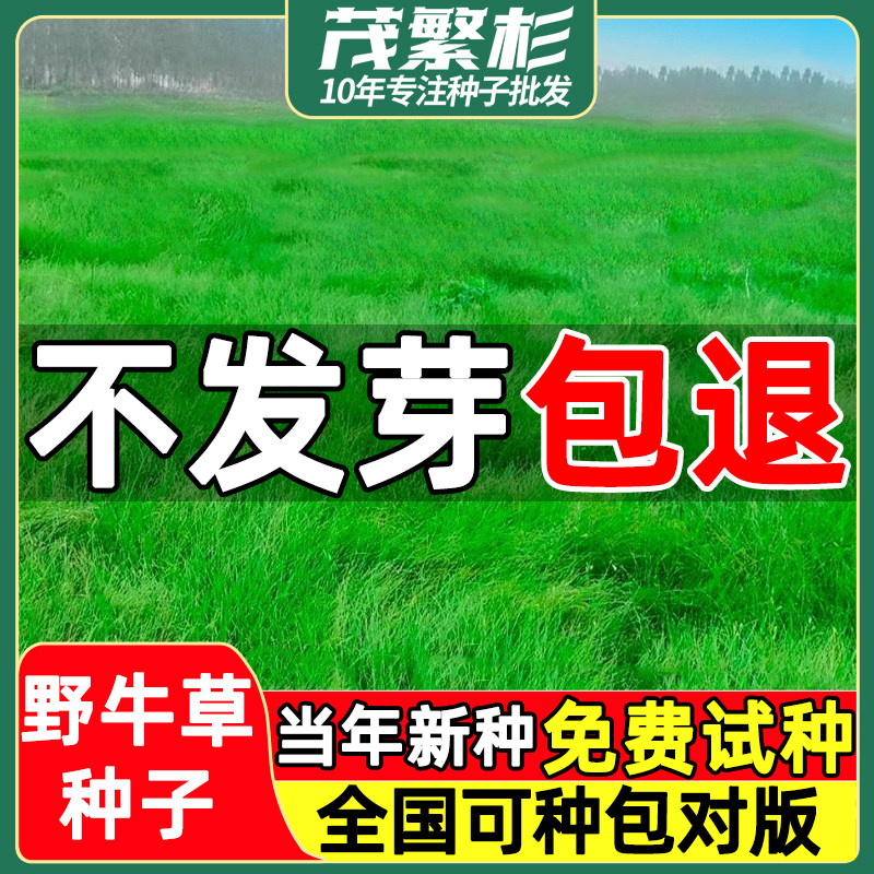 野牛草草籽护坡固土草坪草种籽
