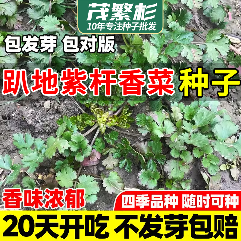 紫根香菜种子矮杆趴地香菜种籽