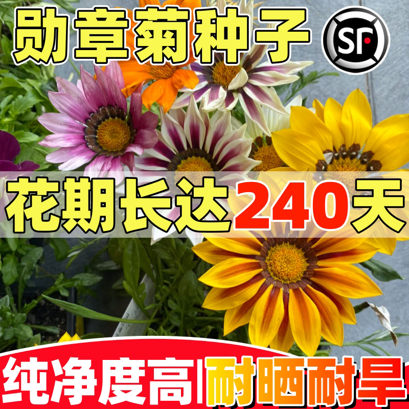 勋章菊种子混色勋章花籽盆栽花海多年生观花种子宿根矮小花卉耐寒