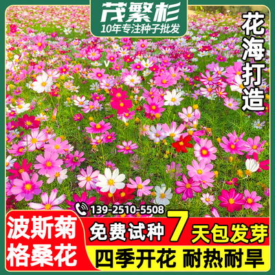 茂繁杉波斯菊花种籽七彩野花组合