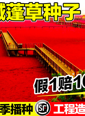 碱蓬草种子土壤改良耐盐碱治理红色翅碱蓬卤蓬土壤沙荒地绿化种籽
