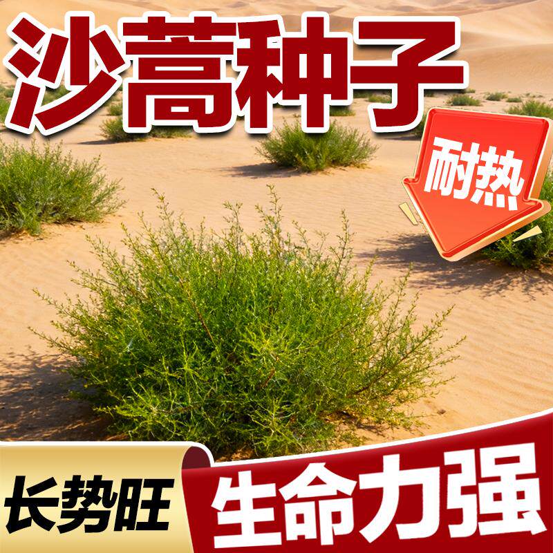 耐旱沙蒿种子多年生防风固沙荒漠治理护坡绿化野生草本植物种籽孑