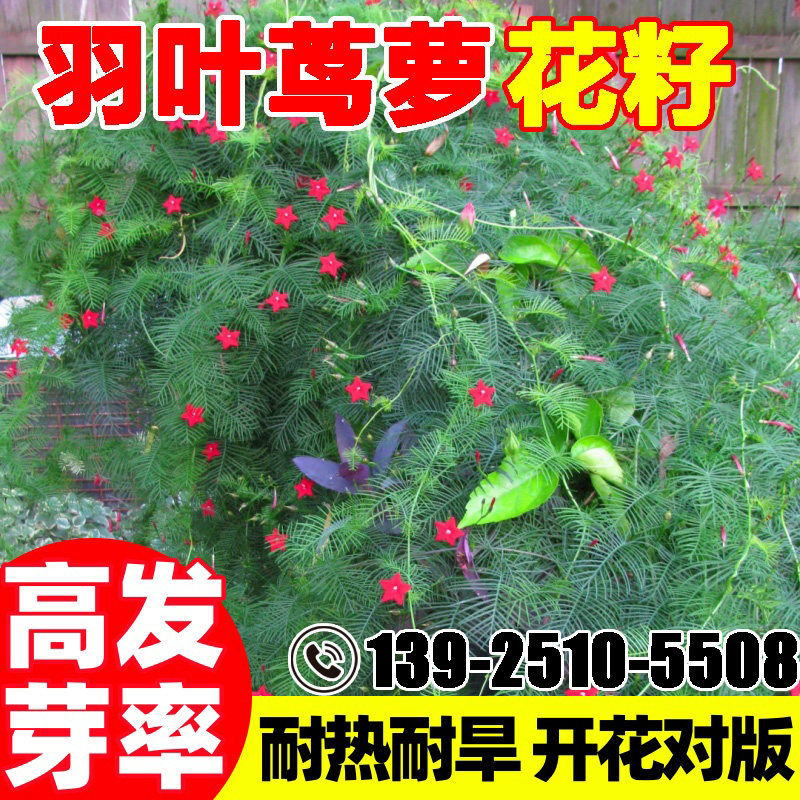 羽叶茑萝松种子槭叶掌叶粉色白色圆叶盆栽爬藤四季花籽五星花庭院