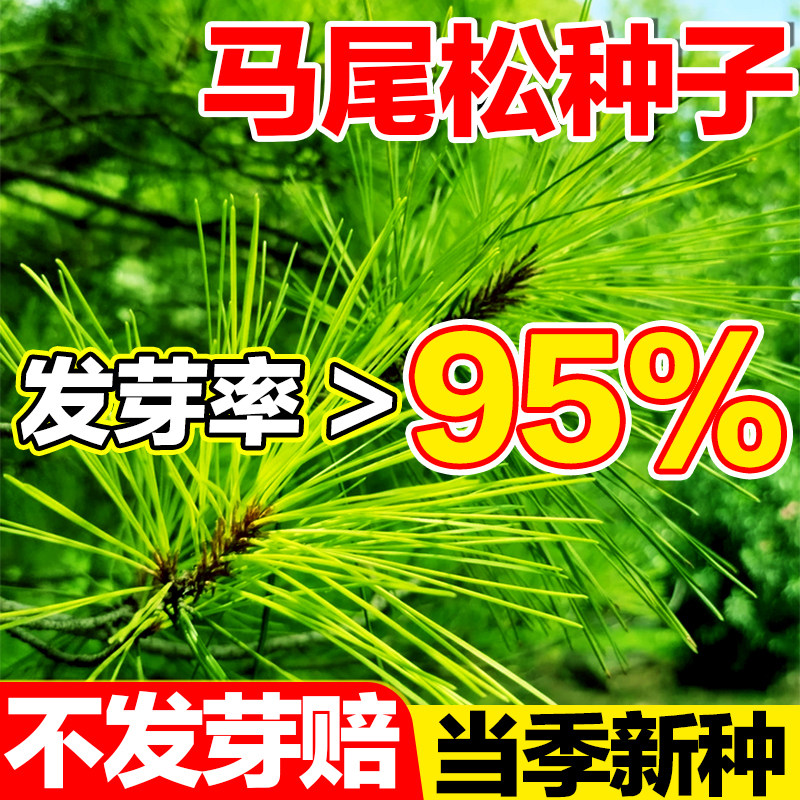 马尾松种子当季新种发芽率高图片