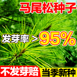 马尾松种子新采马尾松种籽小树苗松仁子松树种籽种子高大松树种子
