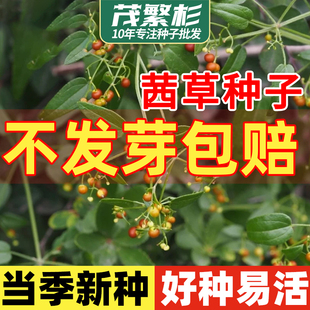 茜草种子多年生中药材种植苗血见愁中草药种子药材盆栽茜草种子苗