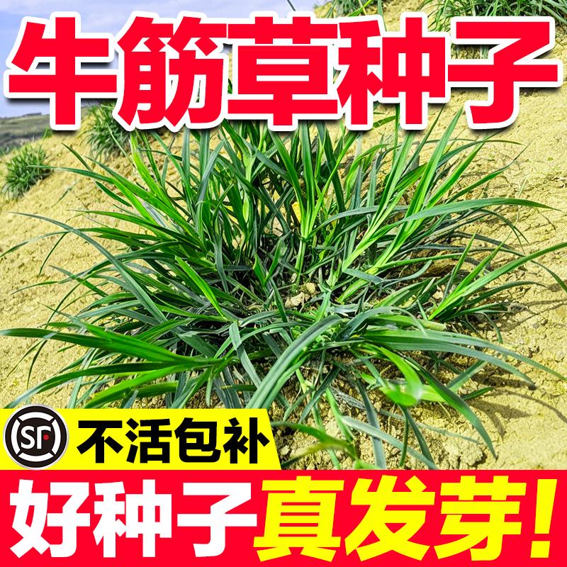 牛筋草种子四季常青耐旱耐踏