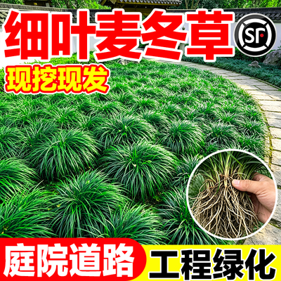 细叶麦冬草现挖现发根系发达包活