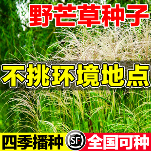野芒草种子耐寒耐旱种籽绿化爬藤植物绿化多年生白茅草护坡固土