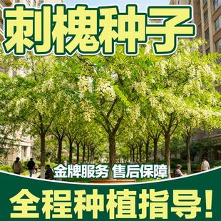 刺槐种籽白花速生灌木种子四季常青荒地复绿工程绿化护坡固土草籽