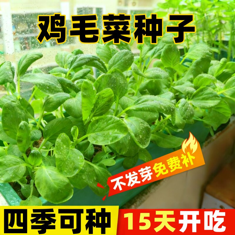 优质鸡毛菜种子青帮小油菜四季种小白菜纤维少汉堡咖啡菜耐热抗寒 - 实物图