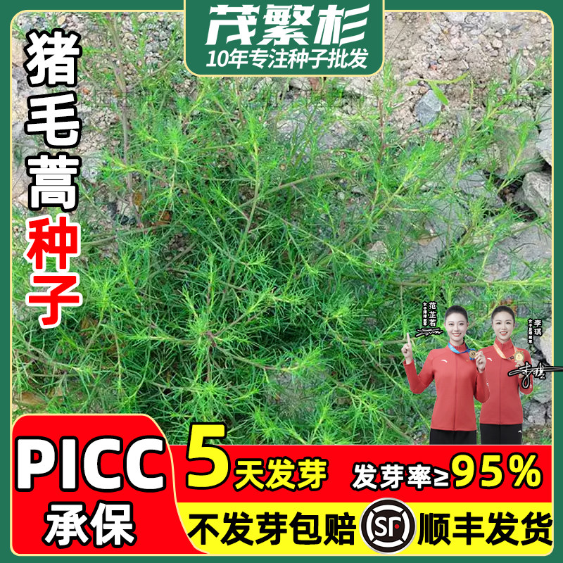 猪毛菜扎蓬蒿种子中草药刺蓬三叉明棵猪毛缨叉明棵蓬子菜草本野菜