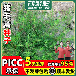 猪毛菜扎蓬蒿种子中草药刺蓬三叉明棵猪毛缨叉明棵蓬子菜草本野菜