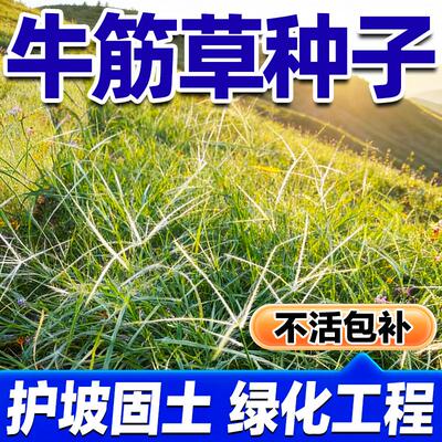 牛筋草种子四季常青护坡固土
