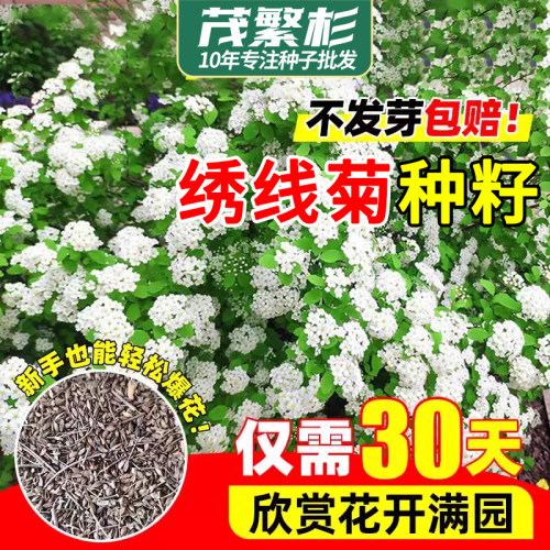 绣线菊黄金喷泉重瓣金叶小手球