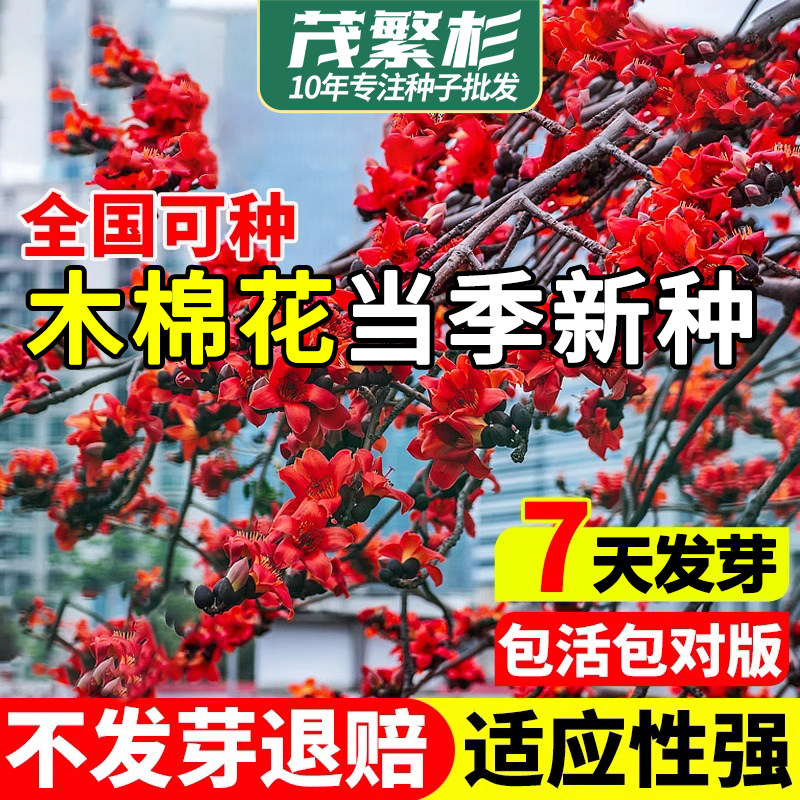 当年新采木棉树种子攀枝花美人树