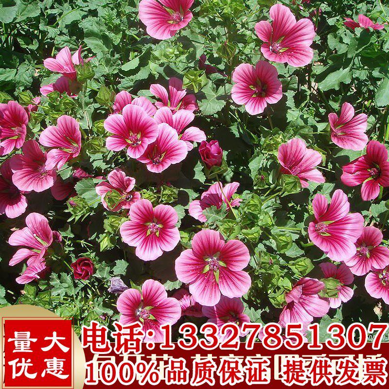 马洛葵种子花海专用花草籽盆栽庭院都可种植四季可播花卉种子