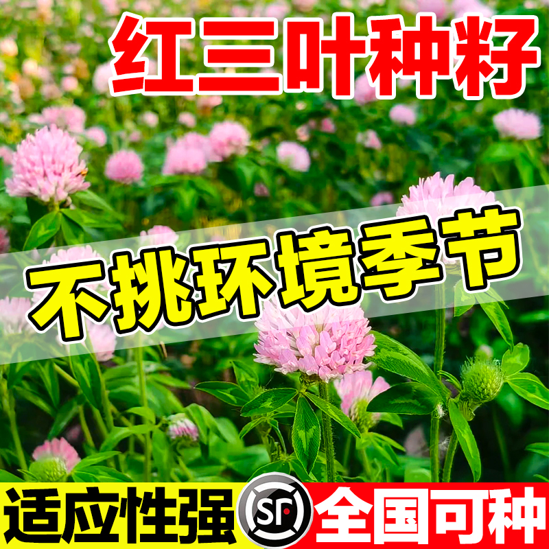 红三叶种籽全国可种不挑环境季节