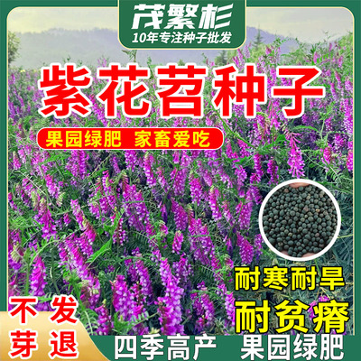 光叶紫花苕种子毛苕子牧草果园绿