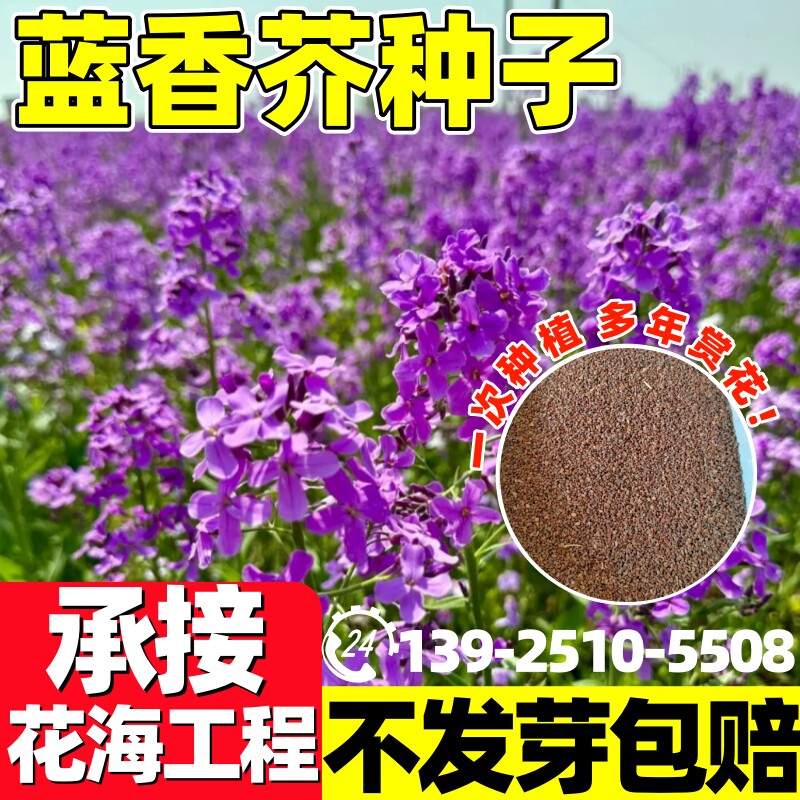 蓝香芥种子四季播种开花易活室内阳台绿植盆栽庭院花卉种子花籽