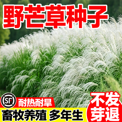 速生耐旱耐热草籽护坡绿化