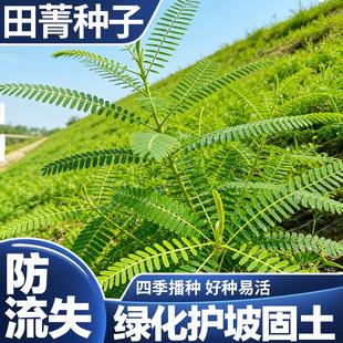 田菁种子正宗新采耐贫瘠护坡固土草籽四季可播种绿肥牧草高产种籽