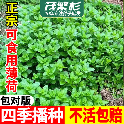 食用薄荷种子香水柠檬种籽