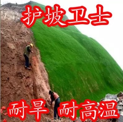 护坡固土草种 护坡草种子草籽 绿化草坪种子四季青耐旱抗热护坡王