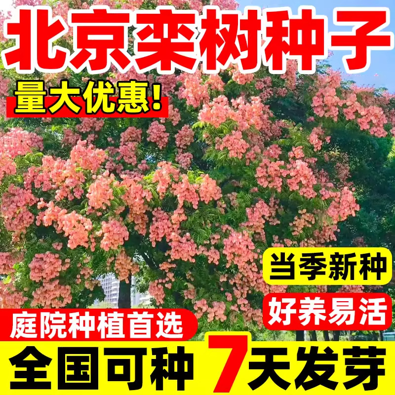 北京栾种子庭院观赏耐寒速生道路