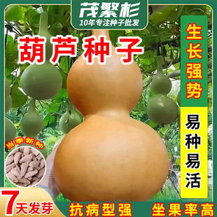 葫芦种子特大巨型葫芦种农作物种子阳台庭院盆栽爬藤植物种苗文玩
