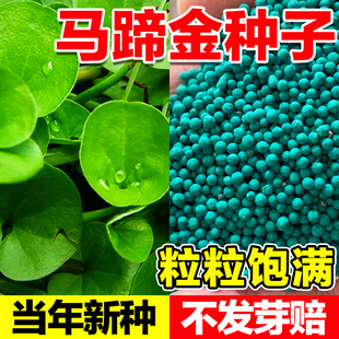 马蹄金种子四季常青耐高温绿化垂吊绿植花卉小金钱草铜钱草籽草坪