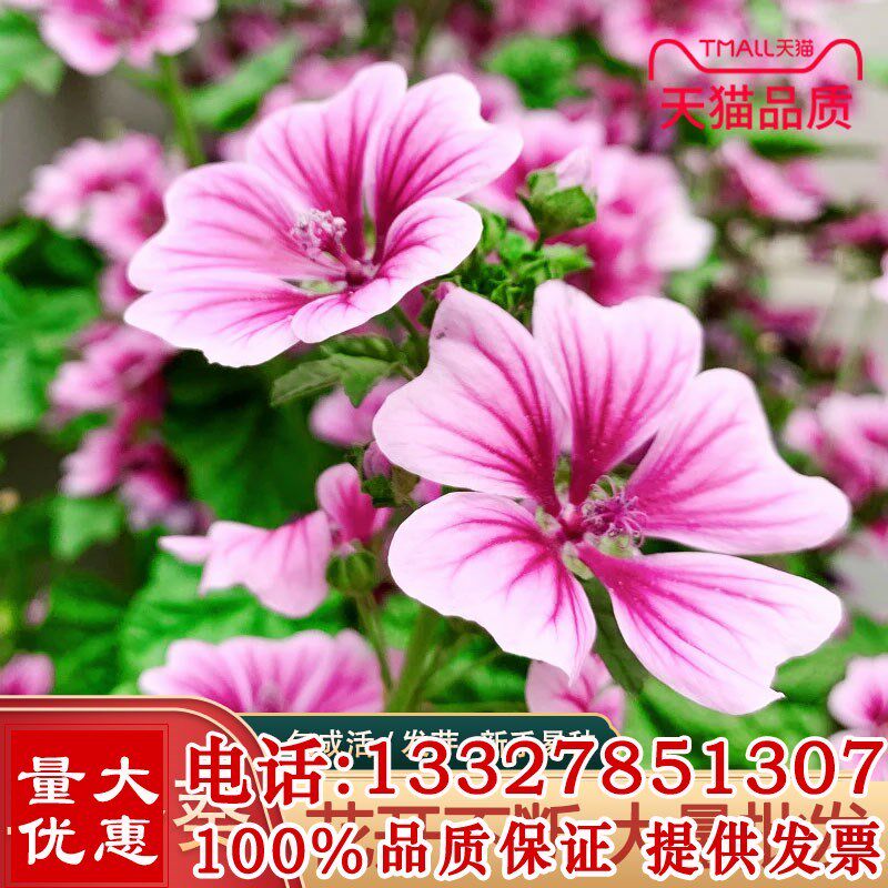 马洛葵种子种籽花海专用花草籽盆栽庭院都可种植四季可播花卉种子