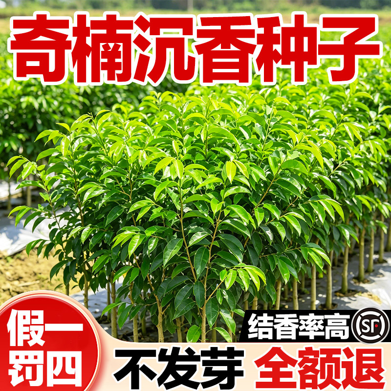 沉香种子奇楠沉香树苗种子海南白木香名贵林木籽发芽高带壳新种籽