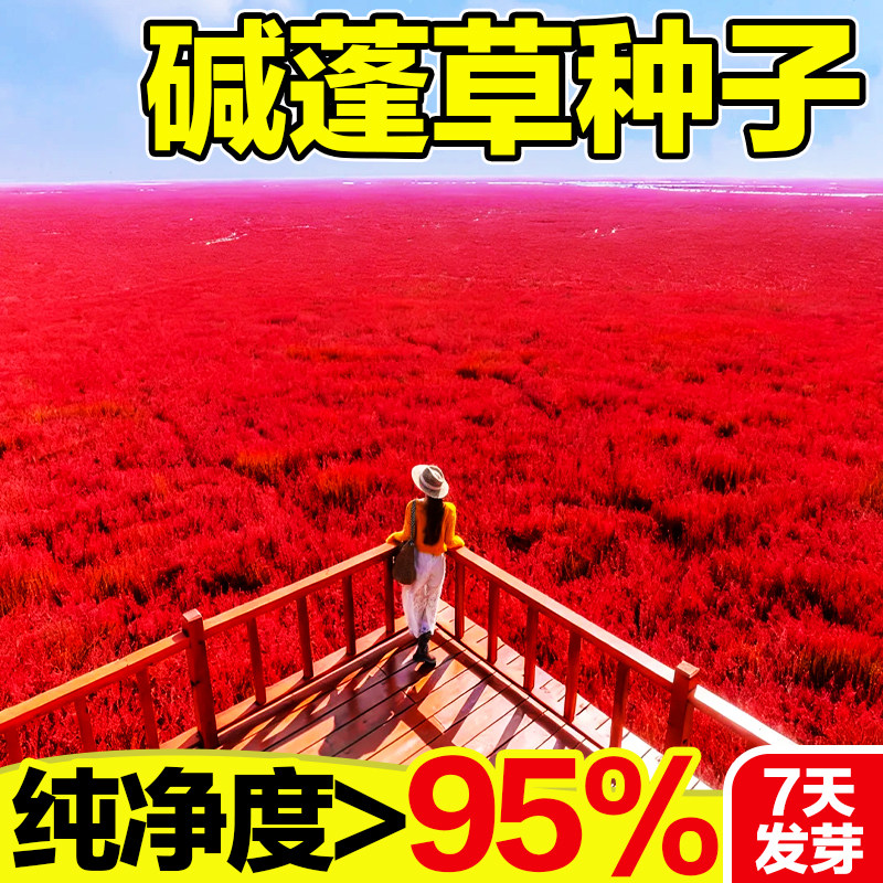 碱蓬草种子耐盐碱治理土壤改良红色翅碱蓬卤蓬土壤沙荒地绿化种籽