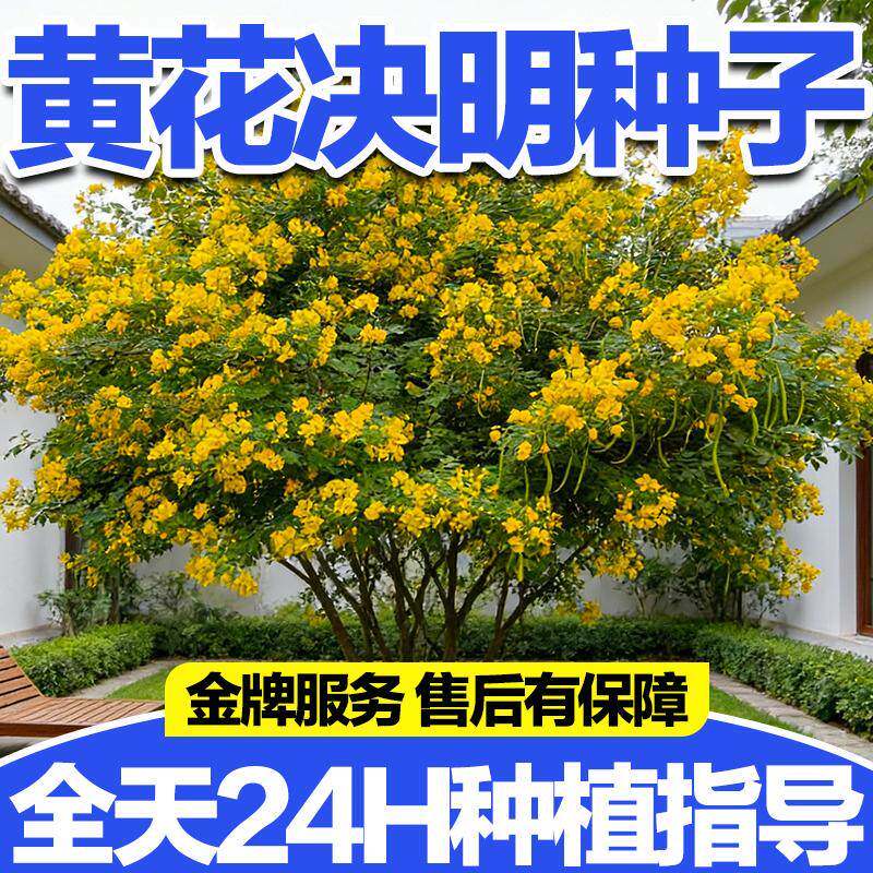 正宗黄花决明种子灌木四季护坡固土防蛇驱虫耐贫瘠优质绿化树种籽