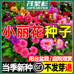 小丽花种子小丽菊花种庭院花种籽子四季播种开花易活阳台盆栽花籽