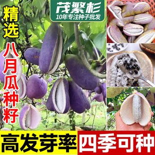 八月瓜种子特色紫果八月瓜树庭院爬藤植物食用水果八月炸种籽种植