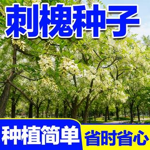 精品刺槐种子绿化造林专用蜜源易活造林绿化苗木籽耐贫瘠灌木种子