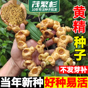 黄精种子野生新鲜正宗鸡头根种子中药材种子老虎姜鸡爪参玉竹种子